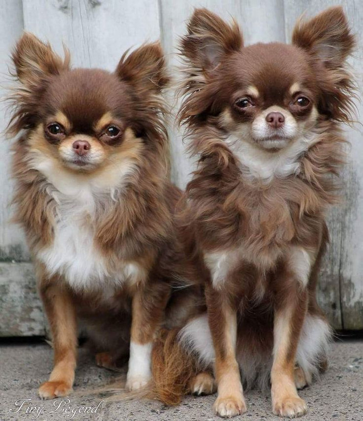 7. Tính cách mạnh mẽ. Mặc dù nhỏ bé, Chihuahua lại có tính cách dũng cảm và tự tin, thường được miêu tả là "chú chó lớn trong cơ thể nhỏ". Ảnh: Pinterest.