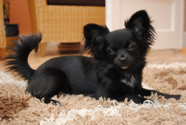12. Dễ bị run. Chihuahua có xu hướng bị rung lắc (run) do cảm giác lạnh, sợ hãi hoặc quá phấn khích. Đây là một đặc điểm tự nhiên và thường không đáng lo ngại. Ảnh: Pinterest.