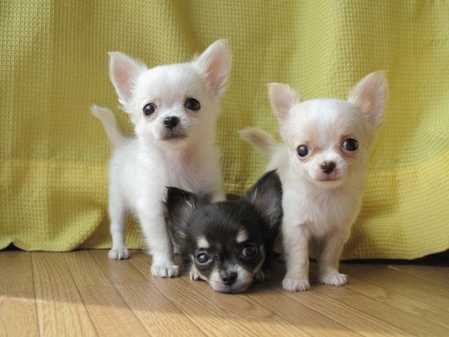 13. Cực kỳ thông minh. Chihuahua là giống chó thông minh, dễ huấn luyện và có khả năng học lệnh nhanh chóng. Ảnh: Pinterest.