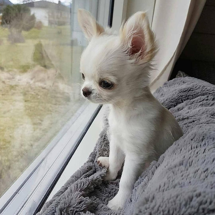 15. Tiếng sủa đặc trưng. Mặc dù nhỏ bé, Chihuahua có tiếng sủa lớn và vang, thường được coi là một "chuông báo động" tuyệt vời cho gia đình. Ảnh: Pinterest.