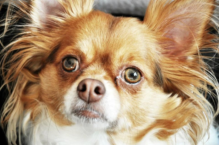 8. Đôi mắt to tròn. Chihuahua có đôi mắt to tròn nổi bật, giúp chúng biểu lộ cảm xúc một cách rõ ràng và dễ thương. Ảnh: Pinterest.