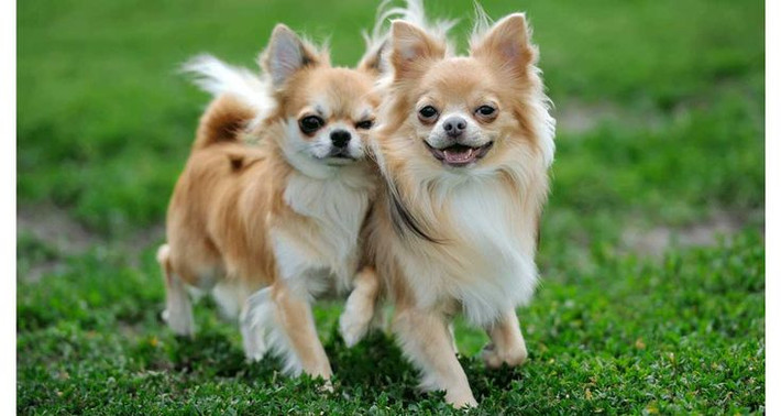 11. Tính bám dính chủ nhân. Chihuahua rất gắn bó với chủ, thường chọn một người để gắn bó nhất, mặc dù chúng có thể thân thiện với cả gia đình. Ảnh: Pinterest.