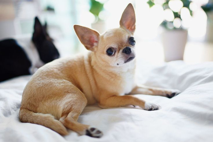 14. Xuất hiện trong văn hóa đại chúng. Chihuahua trở nên cực kỳ nổi tiếng nhờ các bộ phim như Beverly Hills Chihuahua và quảng cáo của Taco Bell với câu slogan "Yo quiero Taco Bell!". Ảnh: Pinterest.