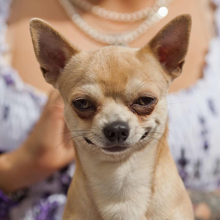 6. Tuổi thọ cao. Chihuahua có tuổi thọ trung bình từ 12-20 năm, nằm trong số những giống chó sống lâu nhất. Ảnh: Pinterest.