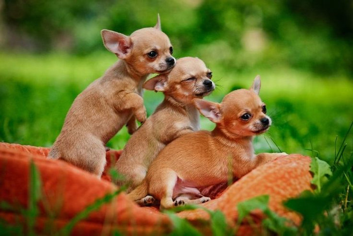 3. Lịch sử cổ đại. Chihuahua có liên hệ với giống chó cổ Techichi, được nuôi dưỡng bởi nền văn minh Toltec và Aztec từ thế kỷ 9. Ảnh: Pinterest.