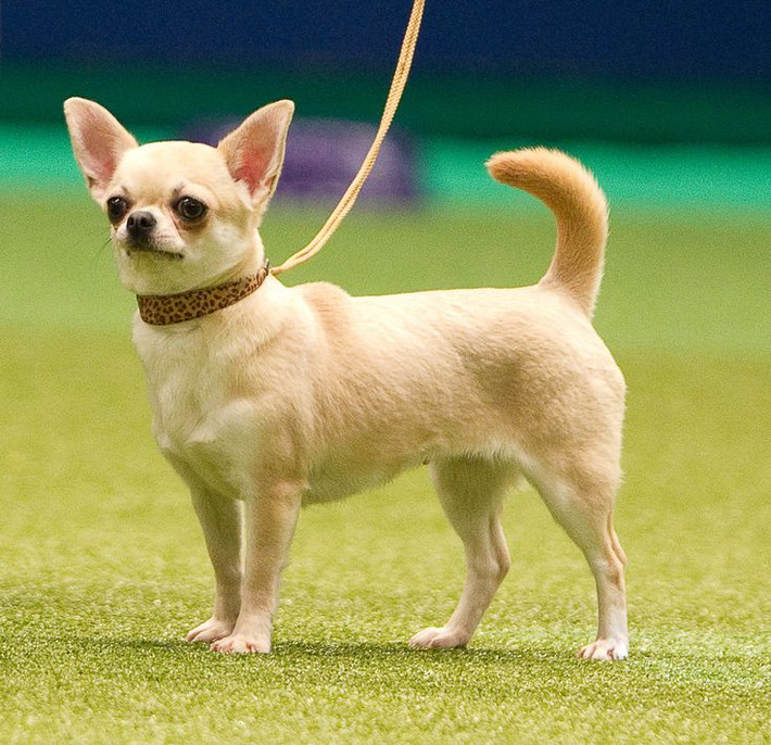 1. Chó nhỏ nhất thế giới. Chihuahua được công nhận là giống chó nhỏ nhất thế giới. Chúng thường chỉ nặng từ 1-3 kg và cao khoảng 15-23 cm. Ảnh: Pinterest.