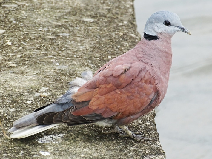 Chim cu ngói (Streptopelia tranquebarica) dài 23-25 cm, là loài định cư phổ biến trong cả nước, nhiều nhất là tại Nam Bộ. Chúng sống trong các khu vực trống trải gần khu dân cư, cây bụi, nơi canh tác. Ảnh: eBird.