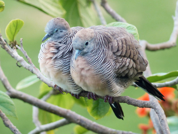 Cu vằn (Geopelia striata) dài khoảng 21 cm, là loài lang thang hoặc du nhập tại Nam Trung Bộ và Trung Bộ. Sinh cảnh của loài chim này là cây bụi tại các khu vực trống trải ven biển, vườn, công viên, đất canh tác. Ảnh: eBird.