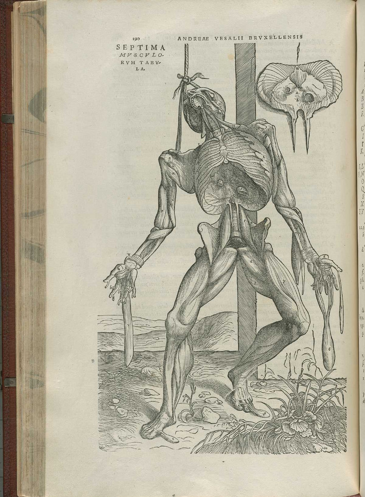 Năm 1543, các họa sĩ đã đến quan sát các buổi mổ xác của Andreas Vesalius, nhà giải phẫu học người Flanders, để vẽ nên những bức minh họa cực chính xác cho tác phẩm Corporis Fabrica của ông.