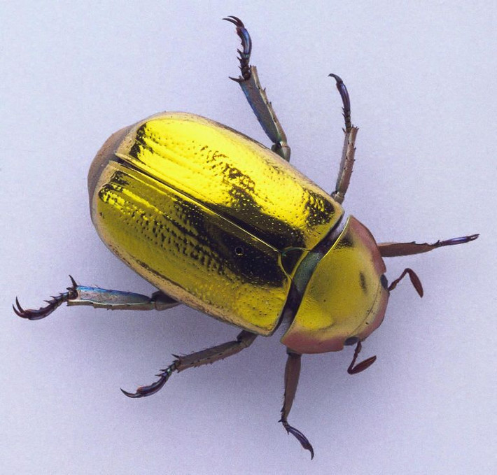 Sinh sống tại các rừng rậm và đồn điền ở Trung Mỹ, bọ hung vàng (Chrysina resplendens) được coi là một trong những loài côn trùng có ngoại hình quyến rũ nhất quả đất.
