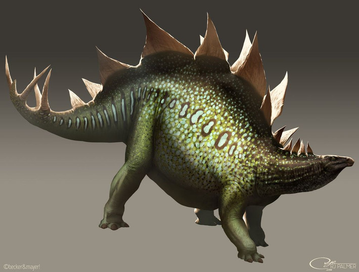 8. Khả năng phòng thủ mạnh mẽ. Gai đuôi của Stegosaurus không chỉ để trưng bày. Các hóa thạch của loài săn mồi như Allosaurus đã phát hiện dấu vết từ những cú đâm chí mạng của gai đuôi. Ảnh: Pinterest.