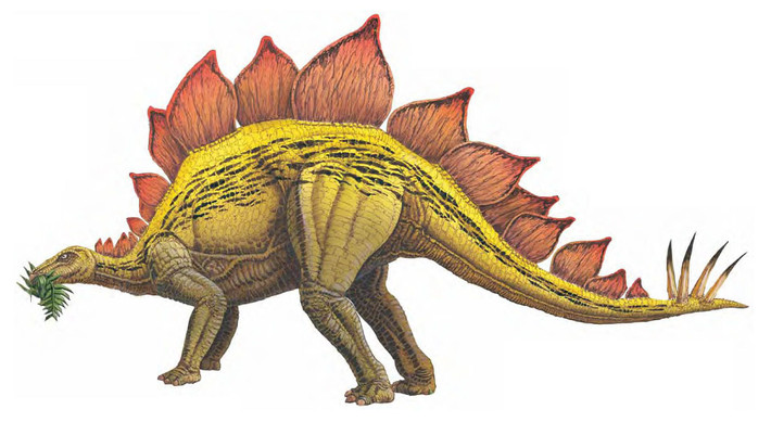 3. Đuôi có gai. Đuôi của Stegosaurus được trang bị bốn gai lớn, được gọi là thagomizer, dùng để tự vệ chống lại những loài săn mồi lớn như Allosaurus. Ảnh: Pinterest.