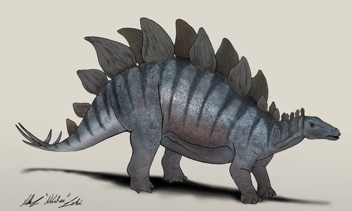 14. Não dự phòng. Một giả thuyết lỗi thời cho rằng Stegosaurus có "não thứ hai" ở phần hông để điều khiển cơ thể. Tuy nhiên, nghiên cứu hiện đại đã bác bỏ điều này. Ảnh: Pinterest.