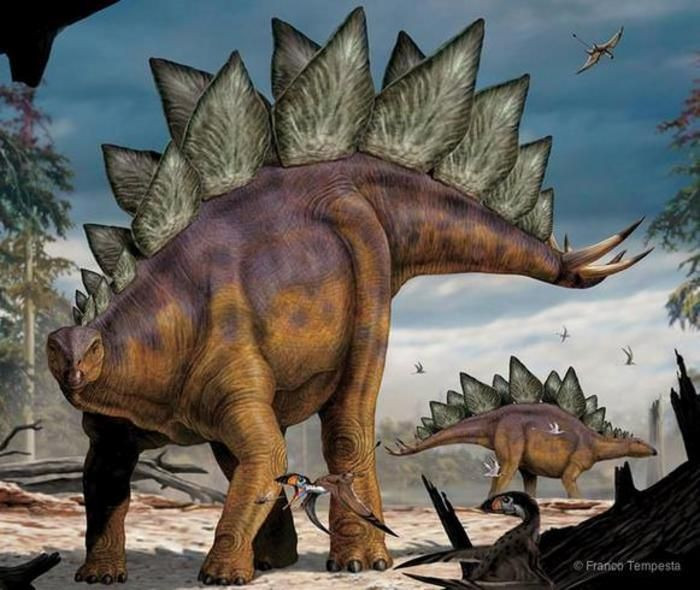 18. Lịch sử phát hiện. Stegosaurus được mô tả lần đầu tiên vào năm 1877 bởi nhà cổ sinh vật học Othniel Charles Marsh trong cuộc chiến tranh hóa thạch nổi tiếng giữa Marsh và Edward Drinker Cope. Ảnh: Pinterest.