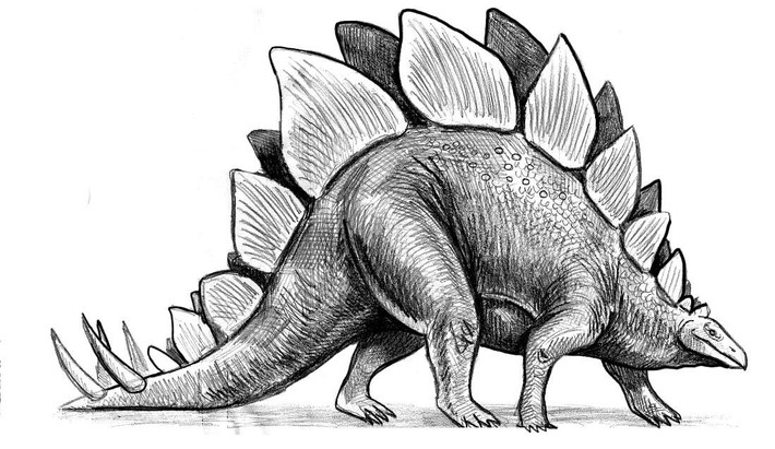 17. Loài khủng long “ngu đần”. Dựa trên chỉ số EQ (Encephalization Quotient), Stegosaurus nằm trong nhóm khủng long kém thông minh nhất, tồn tại chủ yếu dựa vào bản năng và cơ chế phòng vệ tự nhiên. Ảnh: Pinterest.