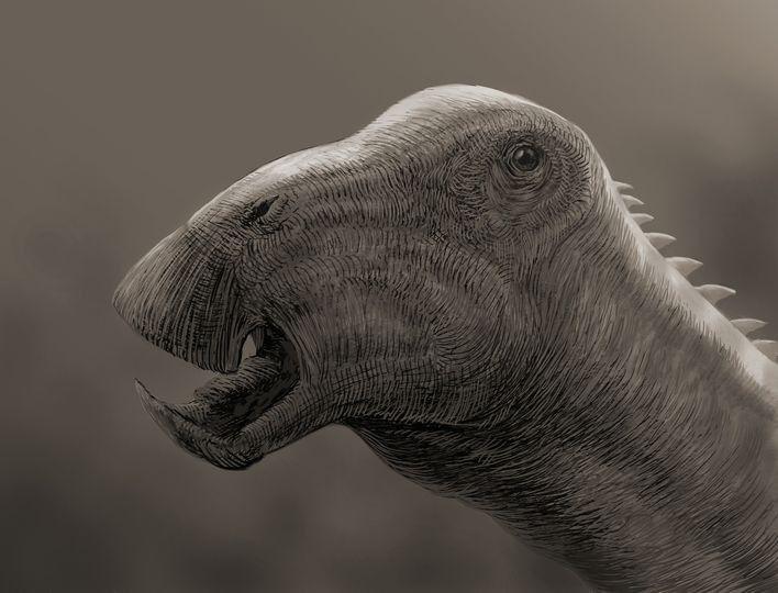 5. Không nhai thức ăn. Sauropoda không nhai thức ăn mà nuốt thẳng. Răng của chúng được thiết kế để cắt lá cây thay vì nghiền nát. Ảnh: Pinterest.