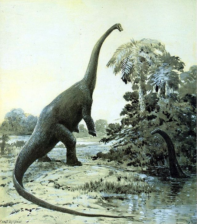 11. Bộ não nhỏ. So với kích thước cơ thể, bộ não của Sauropoda rất nhỏ, thường chỉ nặng vài trăm gram. Một số loài có thêm cấu trúc não phụ ở phần hông để hỗ trợ điều khiển cơ thể khổng lồ. Ảnh: Pinterest.