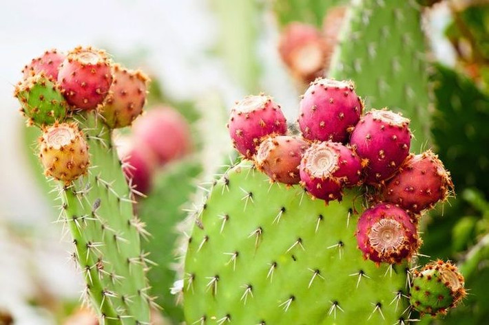 Nguồn thực phẩm và nước uống: Một số loài xương rồng, như Nopal (Opuntia), được con người dùng làm thực phẩm và nguồn nước uống trong sa mạc. Ảnh: Pinterest.