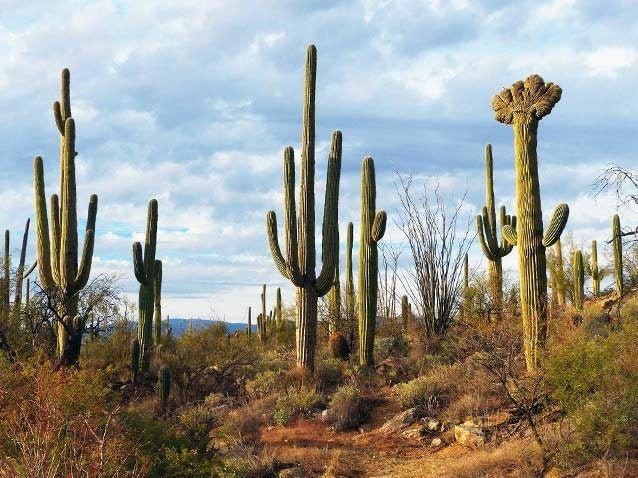 Loài khổng lồ: Xương rồng Saguaro (Carnegiea gigantea) là loài xương rồng lớn nhất, có thể cao tới 12-15 m và sống hơn 200 năm. Ảnh: Pinterest.