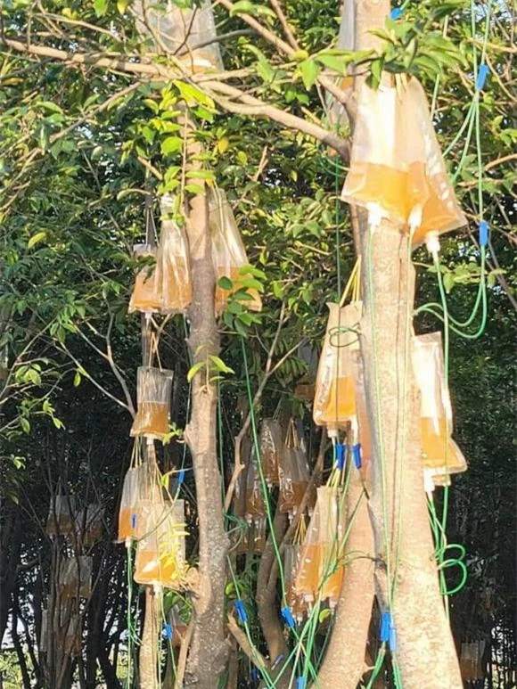 Một số người cho rằng đó là một 'nghệ thuật' được truyền tải để nâng cao nhận thức về nạn phá rừng hoặc ô nhiễm nhân tạo phá hủy thảm thực vật tự nhiên. Trong khi những người khác tin rằng đó là một phương pháp được thiết kế để bảo vệ cây cối khỏi nấm hoặc ký sinh trùng, và một số người tin rằng đó có thể là hành vi quấy rối của ai đó và chiếc túi bạn nhìn thấy có thể là nước tiểu. Nhưng những lý thuyết trên đều sai!