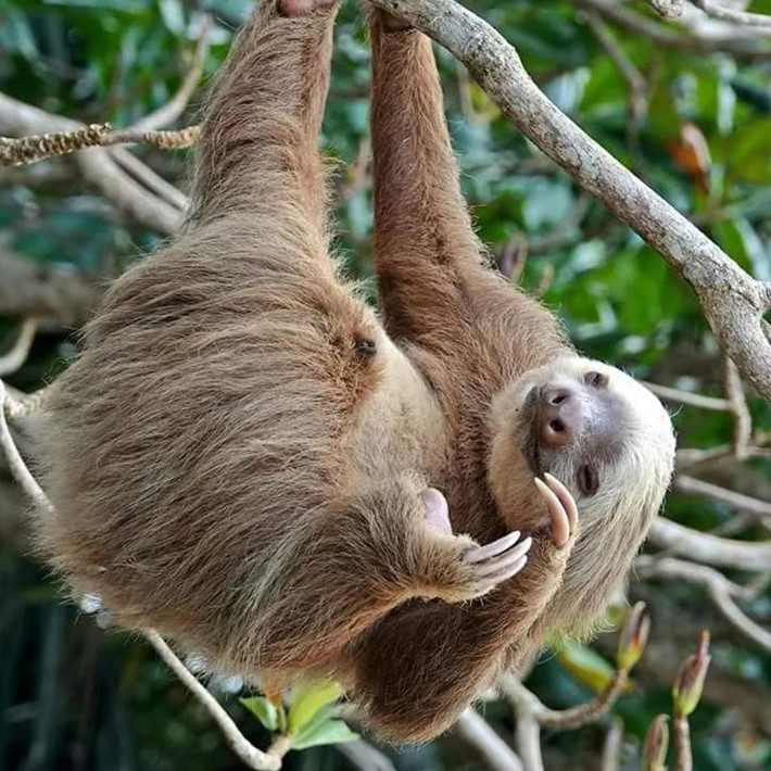 Có 2 loại chính. Lười được chia thành hai loại: lười hai ngón (Choloepus) và lười ba ngón (Bradypus), khác nhau về số ngón ở chi trước. Ảnh: Pinterest.
