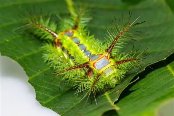 Sâu xanh: Sâu xanh viền nâu, con nhỏ này quậy quá, nó ẩn mình trên lá một số cây và ăn lá, nhiều khi không để ý còn bị chích và ngứa. Nếu chẳng may bị sâu xanh cắn, bạn hãy nhanh chóng dùng băng dính dán vào chỗ bị thương để làm sạch những sợi lông mảnh đã đâm vào da, đây là cách trực tiếp nhất. Sau đó phủ lên khu vực bị ảnh hưởng bằng nước xà phòng đặc. Có thể lặp lại một lần. Thông thường khoảng hơn mười phút sẽ đỡ.