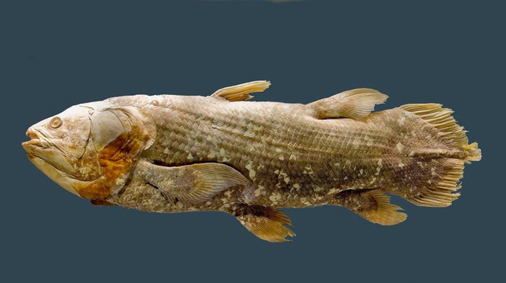 3. Tên gọi "Coelacanth". Tên của chúng xuất phát từ tiếng Hy Lạp, có nghĩa là "gai rỗng," liên quan đến cấu trúc đặc biệt của vây. Ảnh: Pinterest.