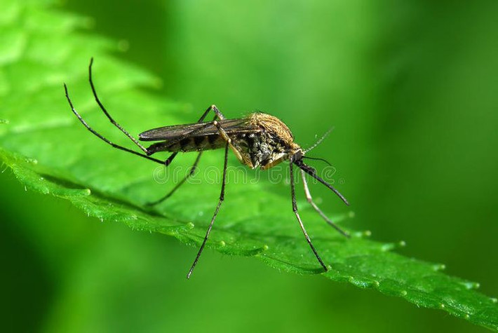 15. Hệ miễn dịch đặc biệt. Muỗi có khả năng chống lại nhiều loại vi khuẩn và virus mà chúng mang, khiến chúng trở thành "vật trung gian" lây bệnh lý tưởng. Ảnh: Pinterest.