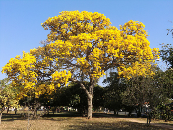 9. Cây piano (chi Tabebuia). Loài cây này nở hoa rực rỡ, có thể có màu hồng, vàng hoặc tím. Gỗ của nó rất cứng và được sử dụng để làm nhạc cụ. Ảnh: Pinterest.