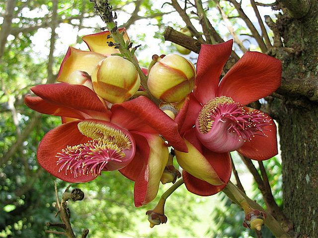 6. Cây đầu lân (Couroupita guianensis). Loài cây này nở ra những bông hoa lớn thơm mùi hương ngọt ngào. Quả của chúng cứng và nặng, khi rụng có thể gây thương tích cho con người. Ảnh: Pinterest.