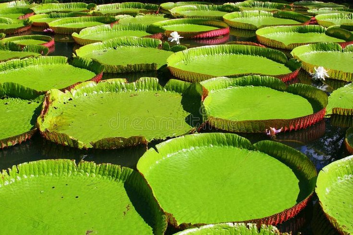 1. Cây súng Amazon (Victoria amazonica). Đây là một loài cây súng nước khổng lồ với lá có đường kính lên tới 3 mét, đủ lớn để đỡ trọng lượng của một người lớn. Lá của loài thực vật Amazon này có bề mặt gợn sóng và mép dựng lên để tránh bị ngập nước. Ảnh: Pinterest.