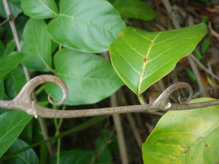 3. Cây móng mèo (Uncaria tomentosa). Cây dây leo này có các móc sắc nhọn giống móng vuốt giúp bám vào cây khác. Nó được sử dụng trong y học cổ truyền để tăng cường miễn dịch và chữa viêm khớp. Ảnh: Pinterest.
