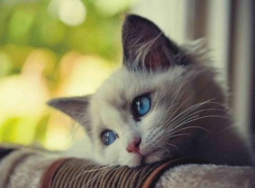 Tuổi Mão: Chính Tài chiếu mệnh giúp người tuổi Mão có tình hình tài chính ổn định trong 2 ngày cuối tuần này.