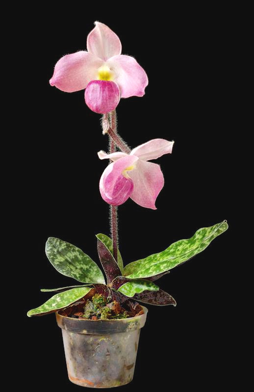Cây lan hài Việt Nam dài từ 15 - 25 cm. Ảnh: Worranittha Koenig/Orchidroots Do đó, không ít người đã liều mạng để thu thập loài hoa lan 'độc nhất vô nhị' trên thế giới tại Việt Nam để buôn bán kiếm lời. Chính việc thu hái ồ ạt, triệt để (ngay cả khi cây còn nhỏ) để buôn lậu đã khiến loài hoa này rơi vào nguy cơ tuyệt chủng cao.