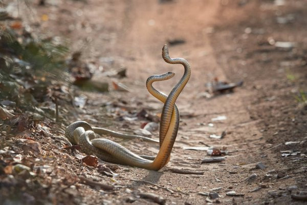 Mùa sinh sản của rắn ráo kéo dài từ tháng 4 tới tháng 8. Sau khi giao phối, tinh trùng có thể nằm trong ống dẫn trứng của rắn cái trong nhiều tháng đến vài năm. Mỗi lứa rắn đẻ từ 10-12 trứng.