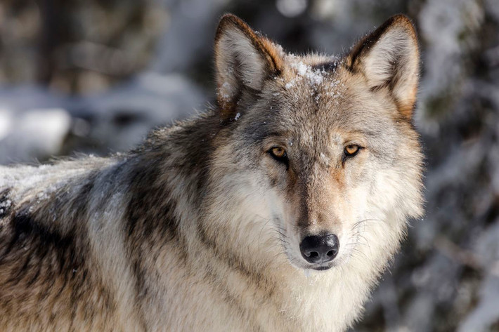 Sói xám (Canis lupus lupus) dài 0,9-1,6 mét, là tổ tiên của chó nhà. Loài chó hoang dã dễ thích nghi này có vùng phân bố trải rộng hầu khắp Bắc bán cầu. Chúng có tiếng hú đặc trưng và tập tính săn mồi bầy đàn rất đáng sợ.