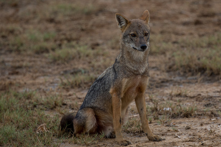 Chó rừng (Canis aureus) dài 65-105 cm, đôi khi được coi là nguyên mẫu "đúng chất chó" nhất của họ nhà chó. Chúng có tập tính xã hội, sống theo bầy, thức ăn đa dạng, phân bố rộng từ châu Phi đến châu Á. Ở Việt Nam, chúng được gọi là sói Tây Nguyên.
