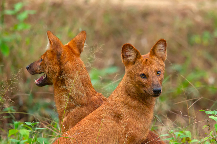 Sói lửa (Cuon alpinus) dào 0,9-1,4 mét, nổi tiếng khắp châu Á là loài săn mồi hung tợn. Chúng sống và săn theo bầy có thể lên đến 50 cá thể, mục tiêu là các loài móng guốc lớn, gồm cả gia súc của con người.