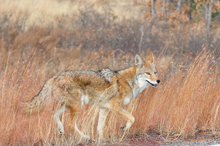 Sói đồng cỏ (Canis latrans) dài 70-97 cm, là loài cho hoang dã bản địa Bắc và Trung Mỹ. Loài này phổ biến và phân bố rộng, sống theo bầy và có lúc giao phối với sói xám.