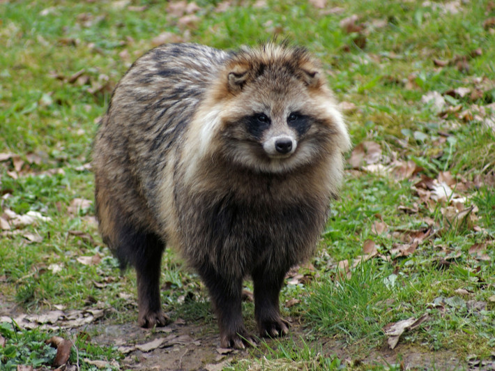 Lửng chó (nyctereutes procyonoides) dài 49-70 cm, thường được biết đến với tên gọi "tanuki", cư trú ở các vùng đất ngập nước Đông Á. Trông giống chồn hay gấu mèo nhưng đây là một loài thuộc họ Chó thực sự. Loài chó kỳ cục này trèo cây giỏi và là loài duy nhất ngủ đông trong họ nhà chó.