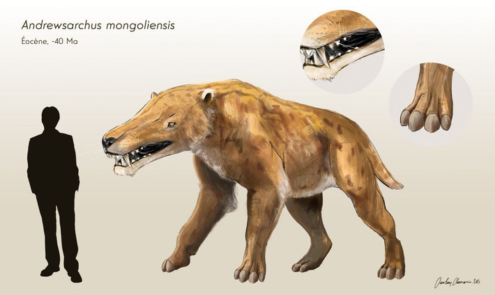 Sống vào thế Eocene cách đây 35-45 triệu năm trước, Andrewsarchus (Andrewsarchus mongoliensis) được coi là loài thú ăn thịt lớn nhất từng lang thang trên trái đất.