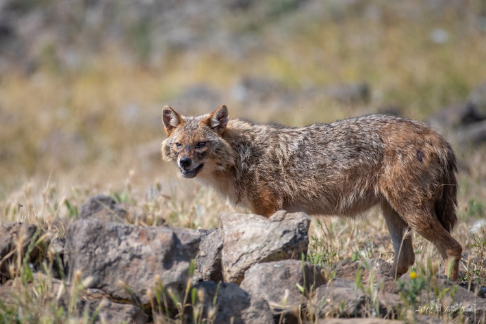 Chó rừng hay chó rừng vàng, sói Tây Nguyên (Canis aureus) là một loài chó hoang dã phân bố rộng ở lục địa Á - Âu. Dưới con mắt các nhà khoa học, đây là loài điển hình nhất của họ Chó (Canidae), có thể được coi là gương mặt đại diện cho họ thú ăn thịt này.