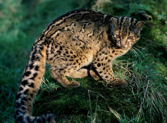 Mèo gấm (Pardofelis marmorata) dài 45-62 cm, thích nghi với cuộc sống trên cây ở Đông Nam Á. Loài mèo hoang dã này leo trèo rất giỏi và chủ yếu săn chim. Đuôi mèo gấm bông xù và có thể dài hơn cả chiều dài phần thân.