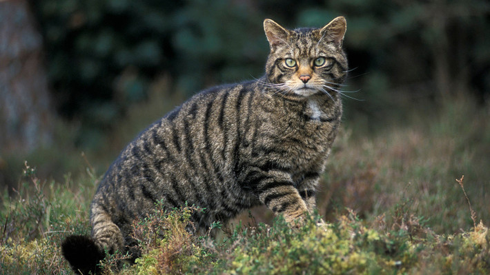 Mèo hoang châu Âu (Felis silvestris silvestris) dài 40-66 cm, trông giống như mèo mướp nhà nhưng là loài mèo hoang dã đích thực. Chúng đang suy giảm về số lượng do bị giết hại, mất sinh cảnh và lai tạp với mèo nhà đi hoang.