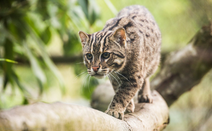 Mèo cá (Prionailurus viverrinus) dài 57-115 cm, là loài mèo đang nguy cấp sinh sống ở Nam và Đông Nam Á. Chúng có bộ lông loang lổ, bơi giỏi, thường săn bắt cá, thủy cầm và cả động vật trên mặt đất.
