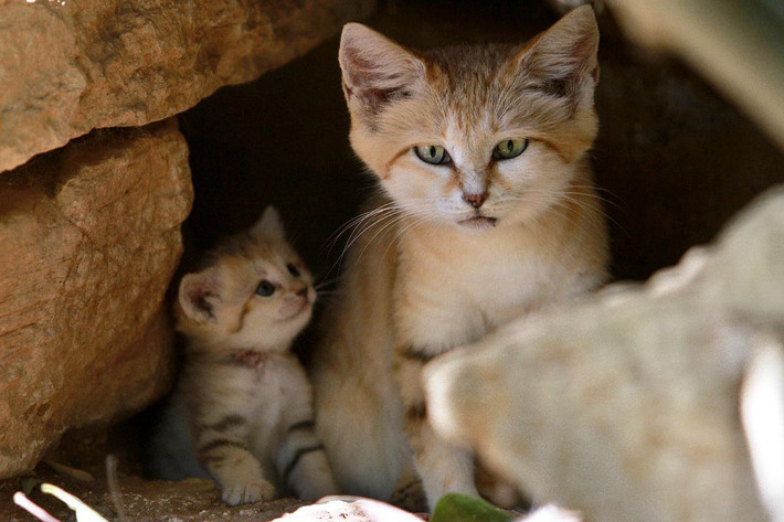 Mèo cát (Felis margarita) dài 23-31 cm, là loài mèo nhỏ sống ở sa mạc Bắc Phi, Ả Rập và Kazakhstan. Dù có ngoại bình nhỏ bé dễ thương nhưng chúng là "sát thủ" đáng gờm, chuyên săn chuột nhảy và các động vật gắm nhấm về đêm.