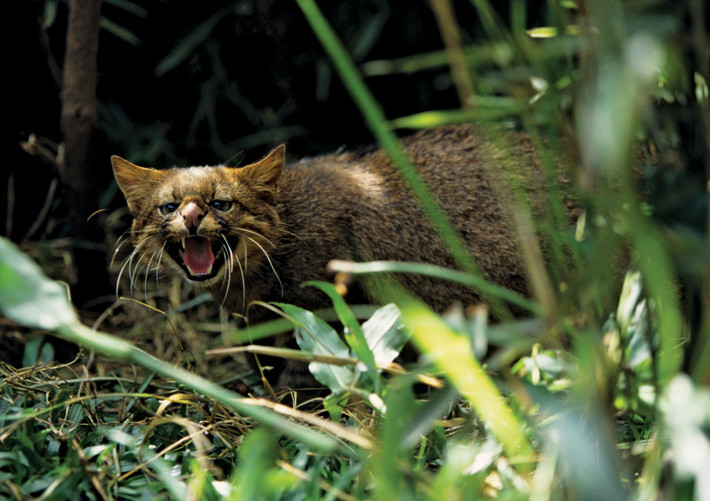 Mèo Colocolo (Leopardus colocolo) dài 42-79 cm, là loài có khả năng thích nghi tốt và cư trú ở nhiều loại sinh cảnh khác nhau ở Nam Mỹ, từ rừng đến đồng cỏ và đầm lầy. Chúng hoạt động về đêm.