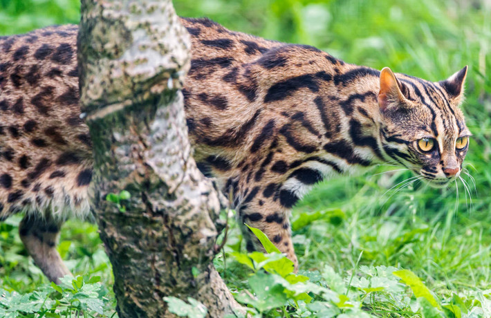 Mèo rừng hay mèo báo (Felis bengalensis) dài 45-55, phân bố rộng ở châu Á. Chúng có ngoại hình gần với mèo nhà nhưng mang màu lông của loài báo. Các cá thể ở Nga nặng gấp ba lần đồng loại ở Indonesia.