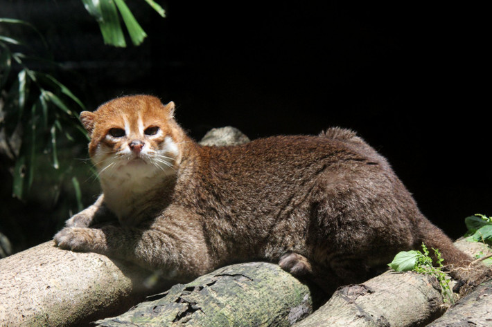 Mèo đầu phẳng (Prionailurus planiceps) dài 45-52 cm, phân bố ở Đông Nam Á. Thích nước lạ thường, nó chủ yếu săn cá và giáp xác bằng cách ngụp đầu xuống nước hay mò bắt bằng chân.