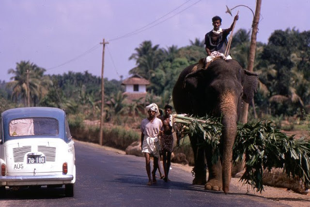 Một con voi trên đường quốc lộ ở bang Kerala, Ấn Độ năm 1969. Ảnh: Bruce Thomas Flickr.
